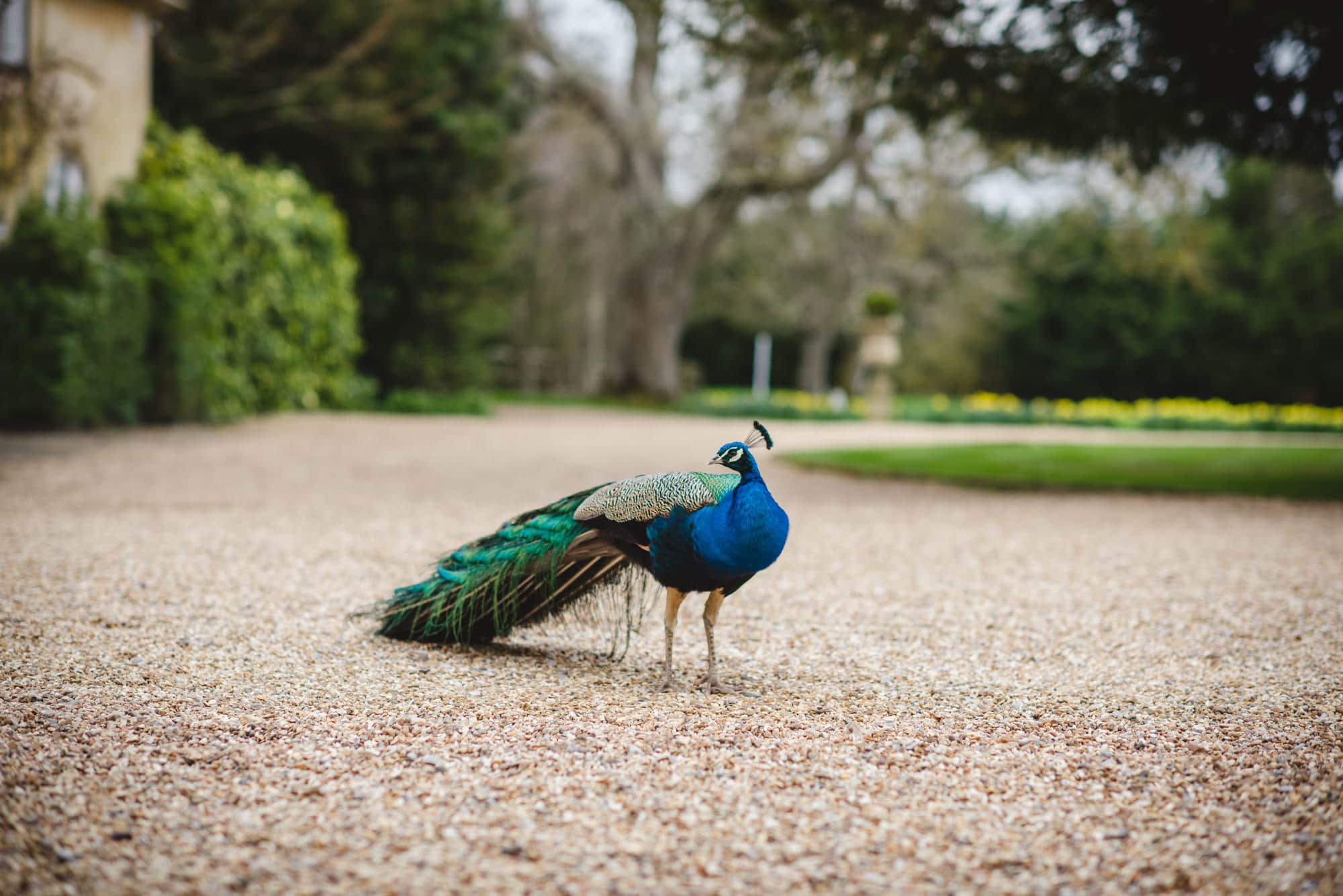 Hayley Thomas previews Northbrook Park Surrey Wedding Photographer